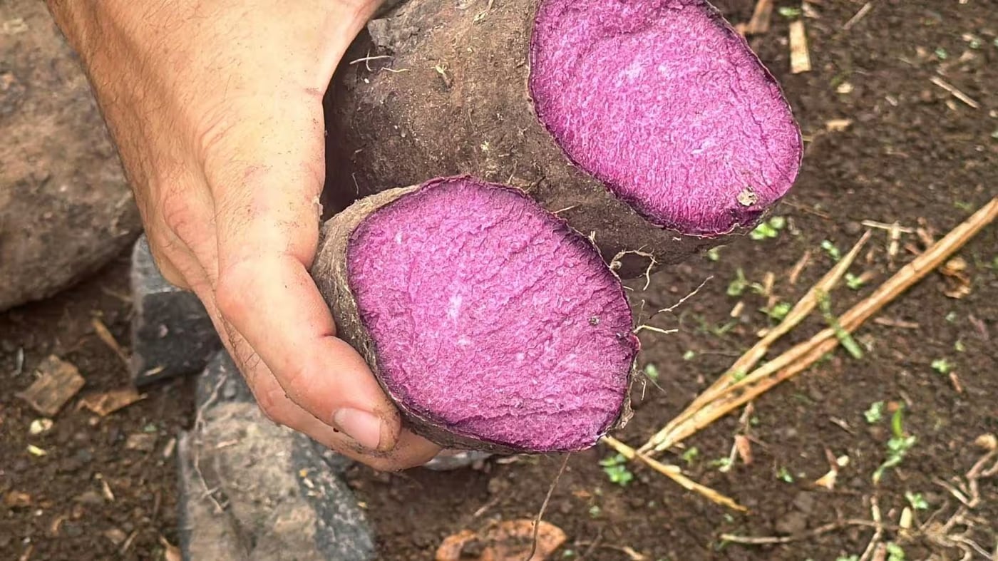 Exports of fresh ube halted to safeguard planting stocks