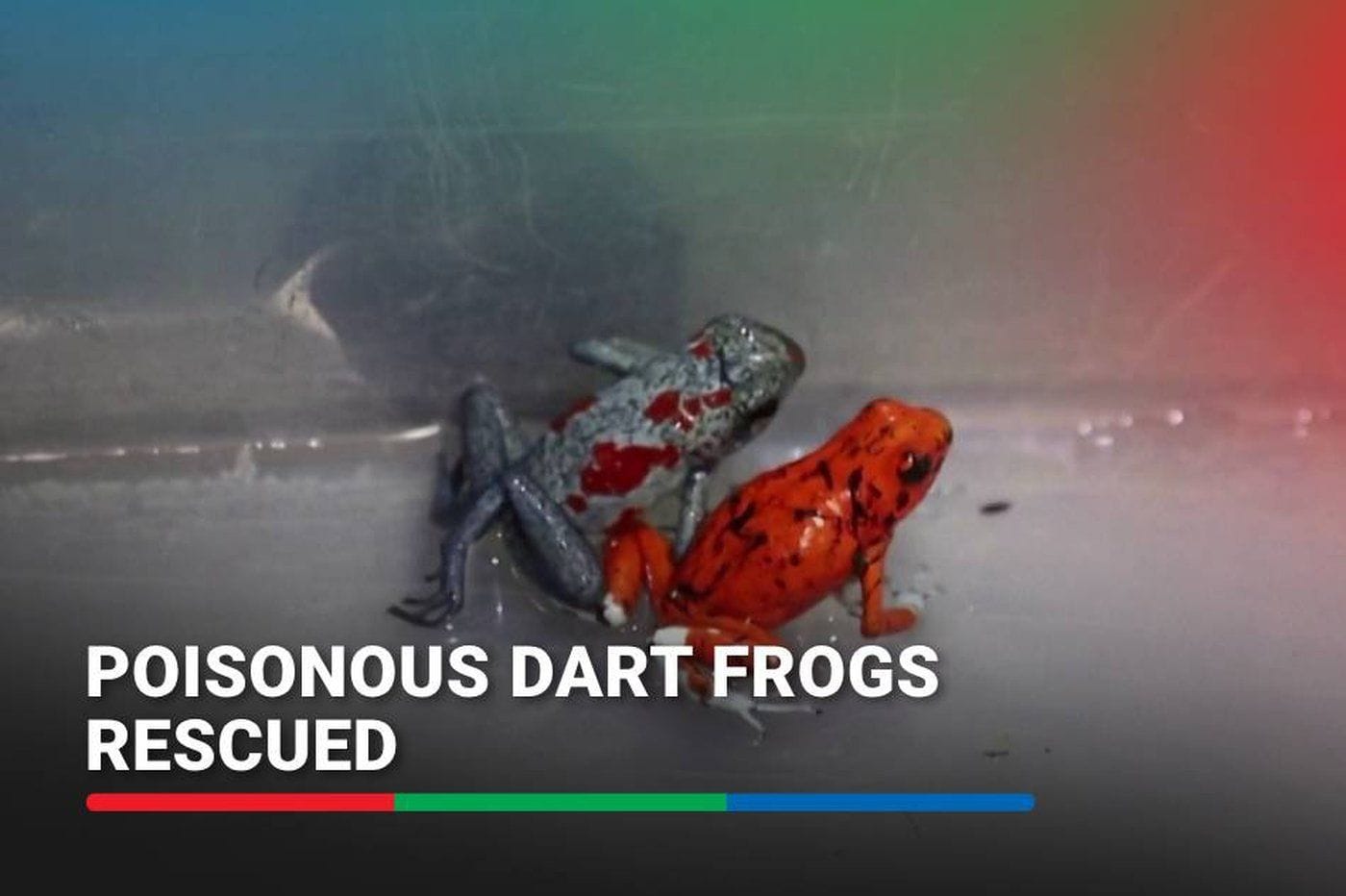 Colombia rescues 130 poisonous dart frogs from illegal trade