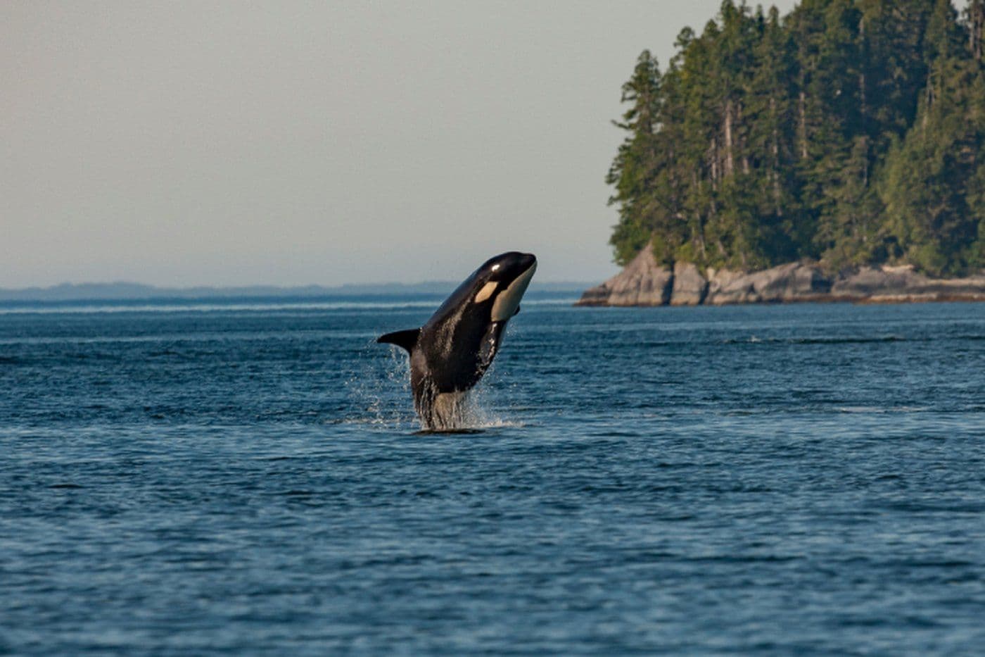 Killer whales: Orcas blow fish to bits 'for fun,' study finds