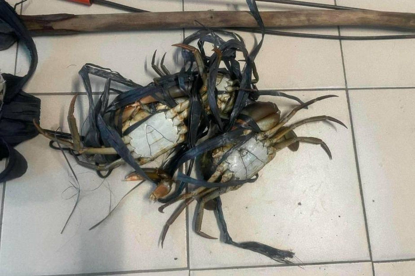 Lalaki kulong matapos kumuha ng 3 pirasong alimango sa palaisdaan