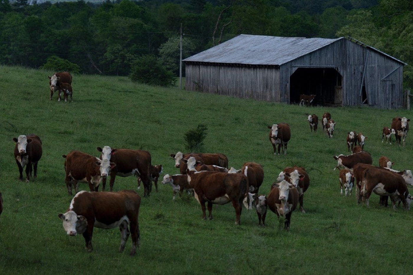 Swiss cows struck by mystery illness